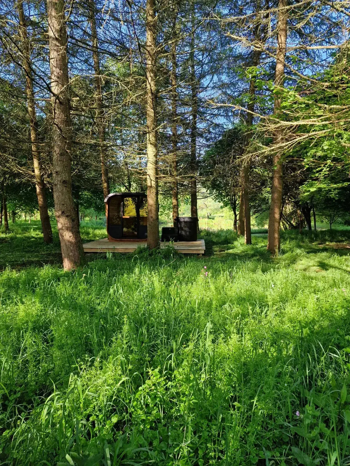 Woodpecker 2024 Cube Sauna in forest setting